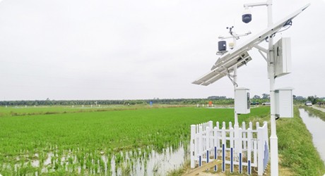 增城石灘高門村廣東省農科院水稻試驗基地